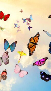 Butterfly Wallpaper 9
