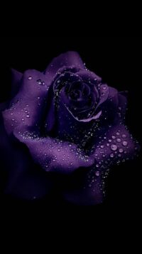 Dark Purple Wallpaper 6