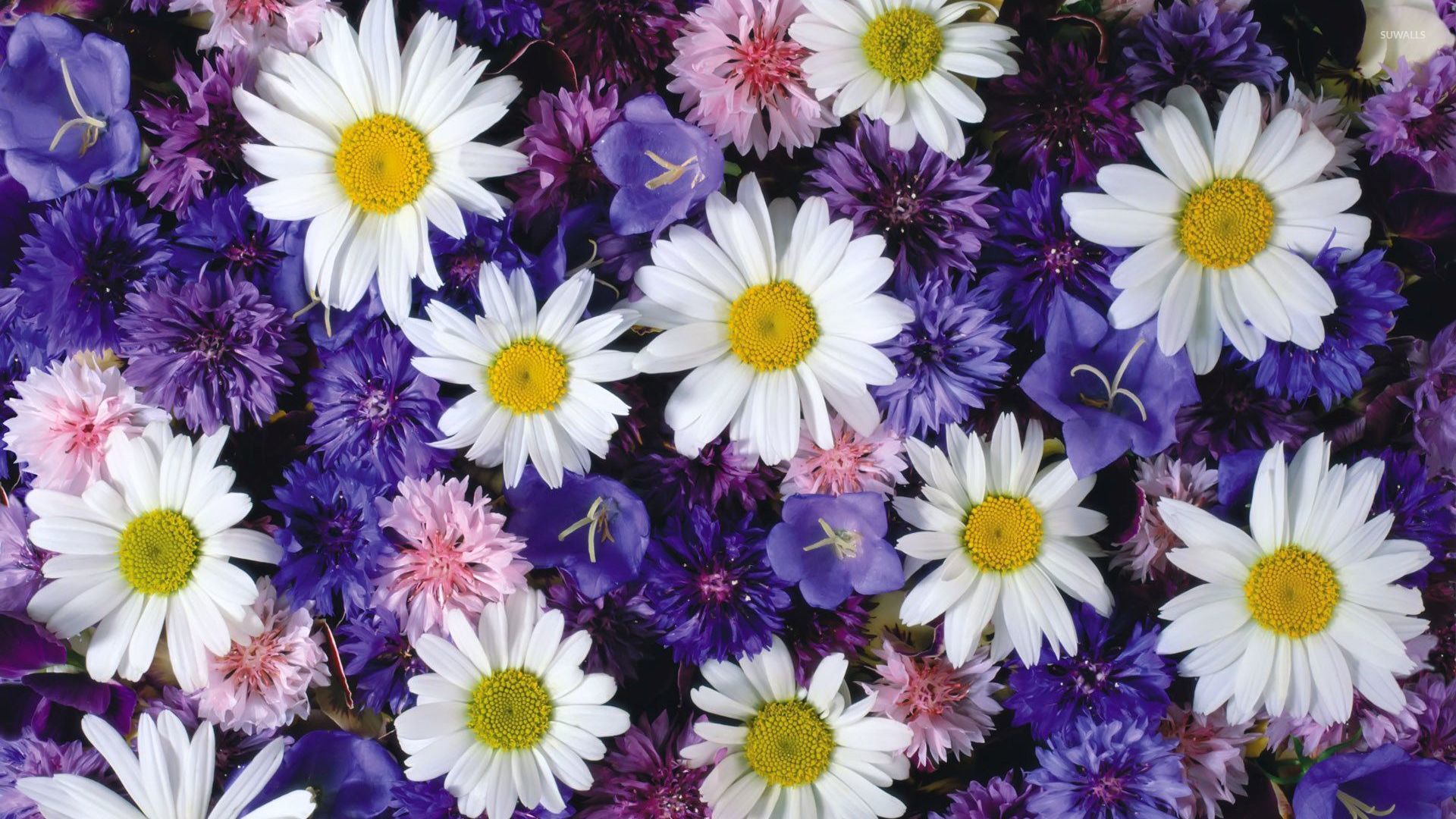 Flowers Wallpaper 1