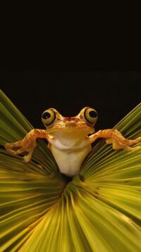 Frog Wallpaper 7