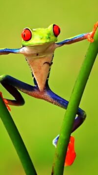 Frog Wallpaper 5