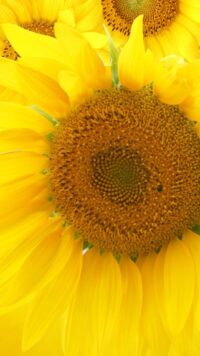Sunflower Wallpaper 2