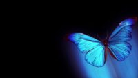 Butterfly Wallpaper 1