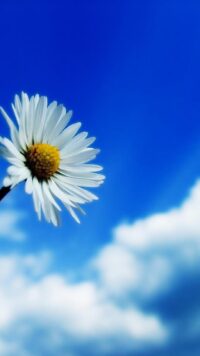 Sky Blue Wallpaper 5