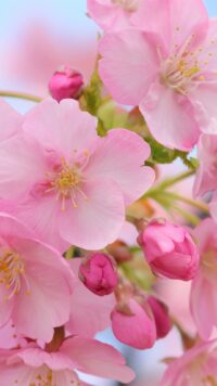 Cherry Blossom Wallpaper 6