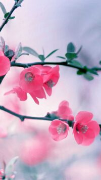 Cherry Blossom Wallpaper 4