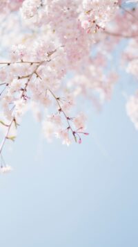 Cherry Blossom Wallpaper 2