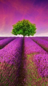 Lavender Wallpaper 8