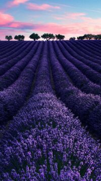 Lavender Wallpaper 10