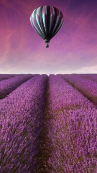 Lavender Wallpaper 4