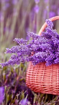 Lavender Wallpaper 2