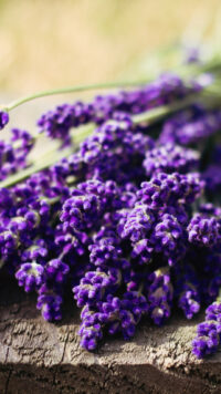 Lavender Wallpaper 1