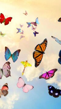 Butterfly Wallpaper 8