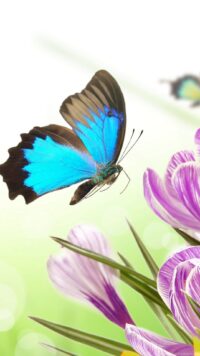 Butterfly Wallpaper 2