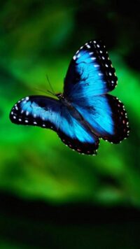 Butterfly Wallpaper 8