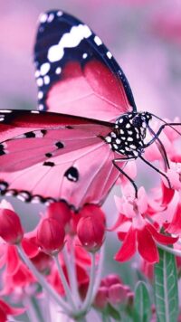 Butterfly Wallpaper 4