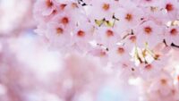 Cherry Blossom Wallpaper 9