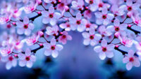 Cherry Blossom Wallpaper 10
