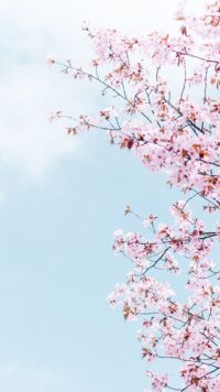 Cherry Blossom Wallpaper 5