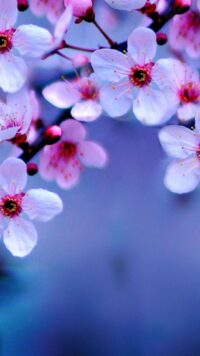 Cherry Blossom Wallpaper 4