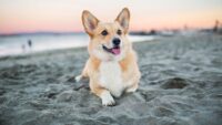 Corgi Wallpaper 8