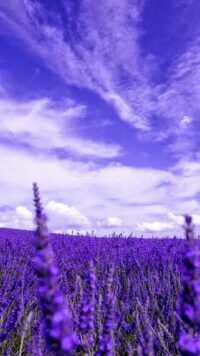 Lavender Wallpaper 8