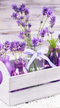Lavender Wallpaper 6
