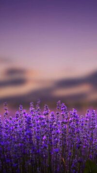 Lavender Wallpaper 5