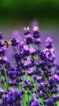 Lavender Wallpaper 4