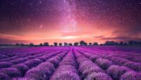 Lavender Wallpaper 2