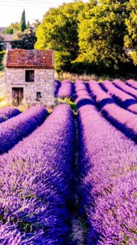 Lavender Wallpaper 1