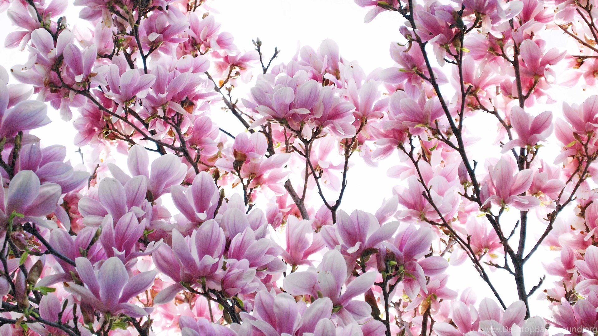 Magnolia Wallpaper 1 Magnolia Wallpaper 1