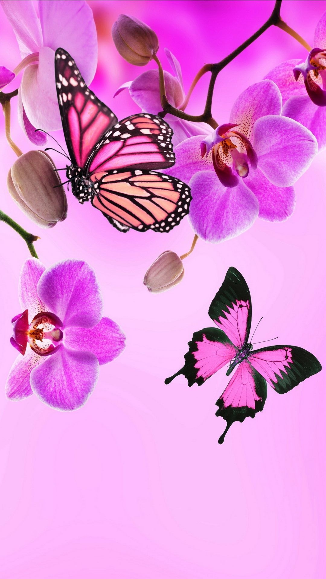 Butterfly Wallpaper 1 Butterfly Wallpaper 1