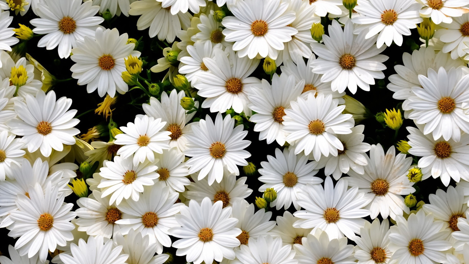 Flower Wallpaper 1 Flower Wallpaper 1