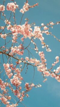 Cherry Blossom Wallpaper 10