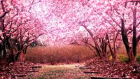 Cherry Blossom Wallpaper 6