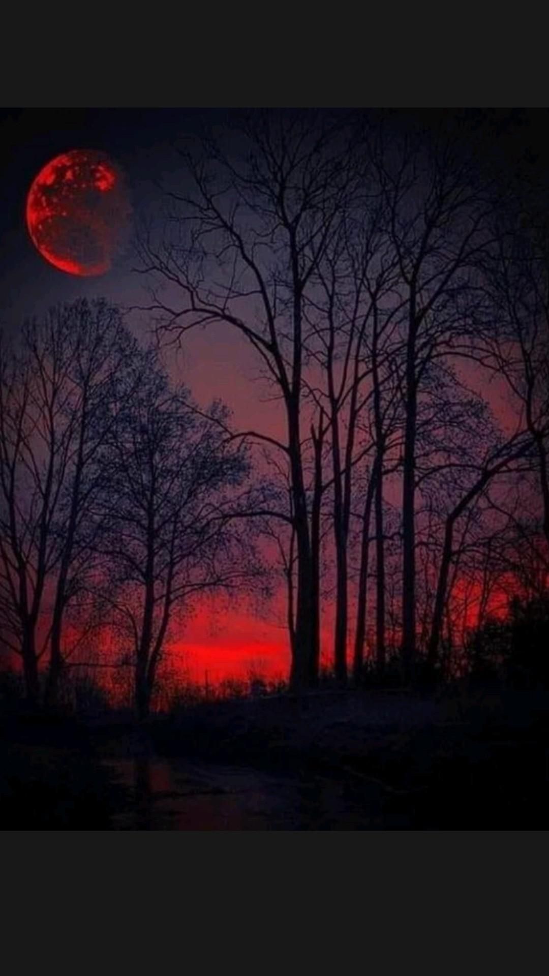 Dark Forest Wallpaper 1 Dark Forest Wallpaper 1