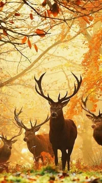 Deer Wallpaper 2