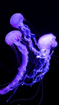 Jellyfish Wallpaper 10