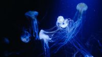 Jellyfish Wallpaper 7