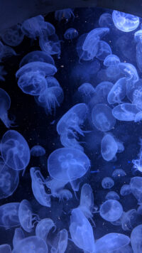 Jellyfish Wallpaper 3