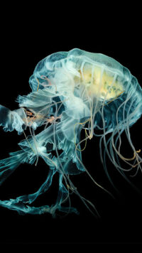 Jellyfish Wallpaper 2