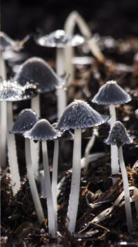 Mushroom Wallpaper 10