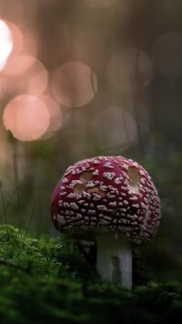 Mushroom Wallpaper 7