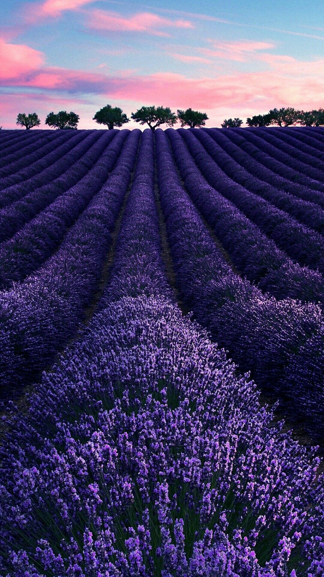 Lavender Wallpaper 1