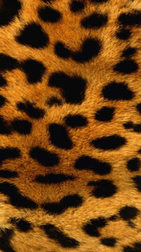 Leopard Wallpaper 2