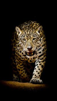 Leopard Wallpaper 1