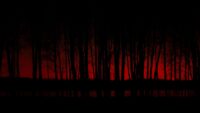 Dark Forest Wallpaper 1