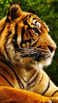 Tiger Wallpaper 8