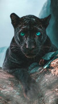 Panther Wallpaper 2